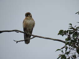 Image of Brown Falcon