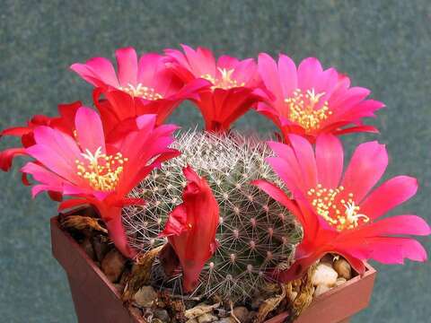 Image of Rebutia minuscula K. Schum.