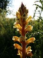 Imagem de Orobanche reticulata Wallr.