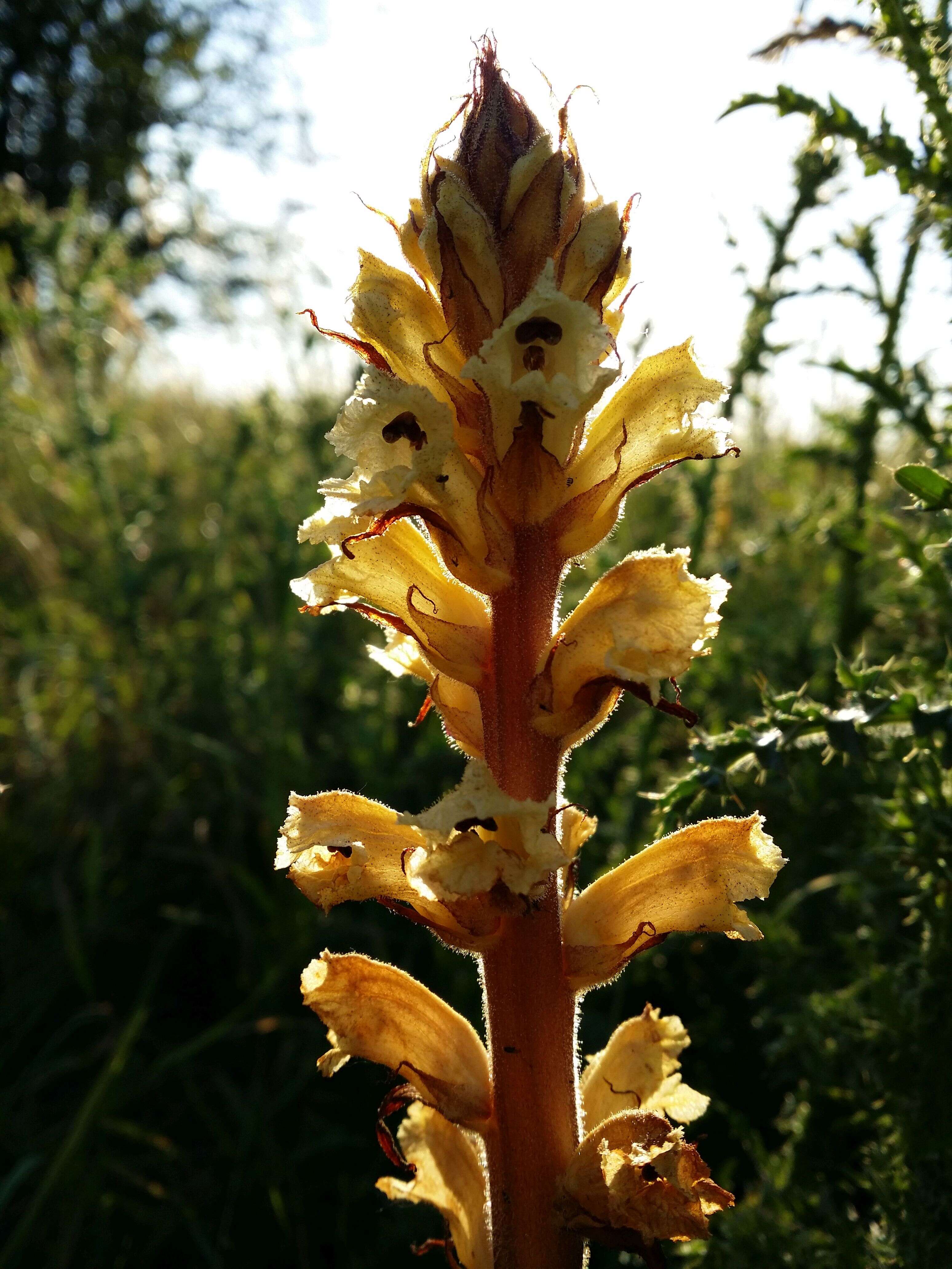 Imagem de Orobanche reticulata Wallr.