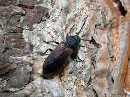 Image of Black Spruce Borer