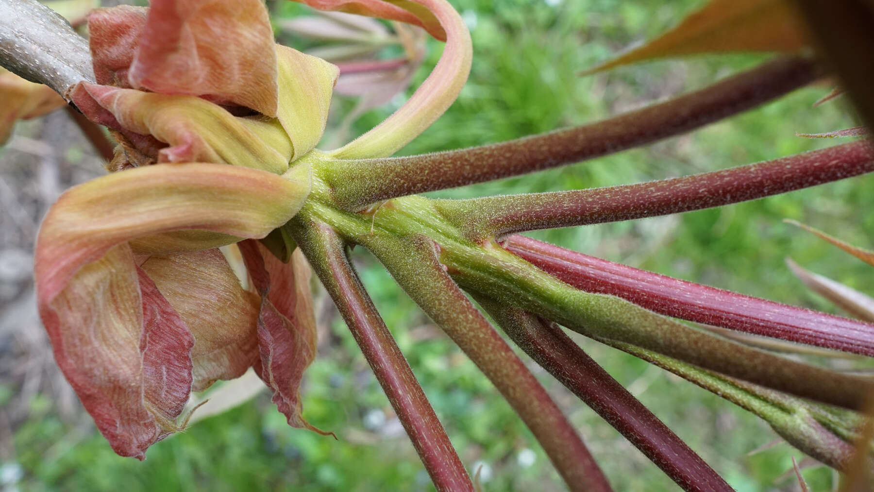 Image of shellbark hickory