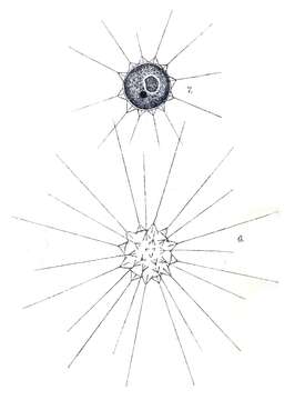 Image de Echinosphaeridium Lemmermann 1904