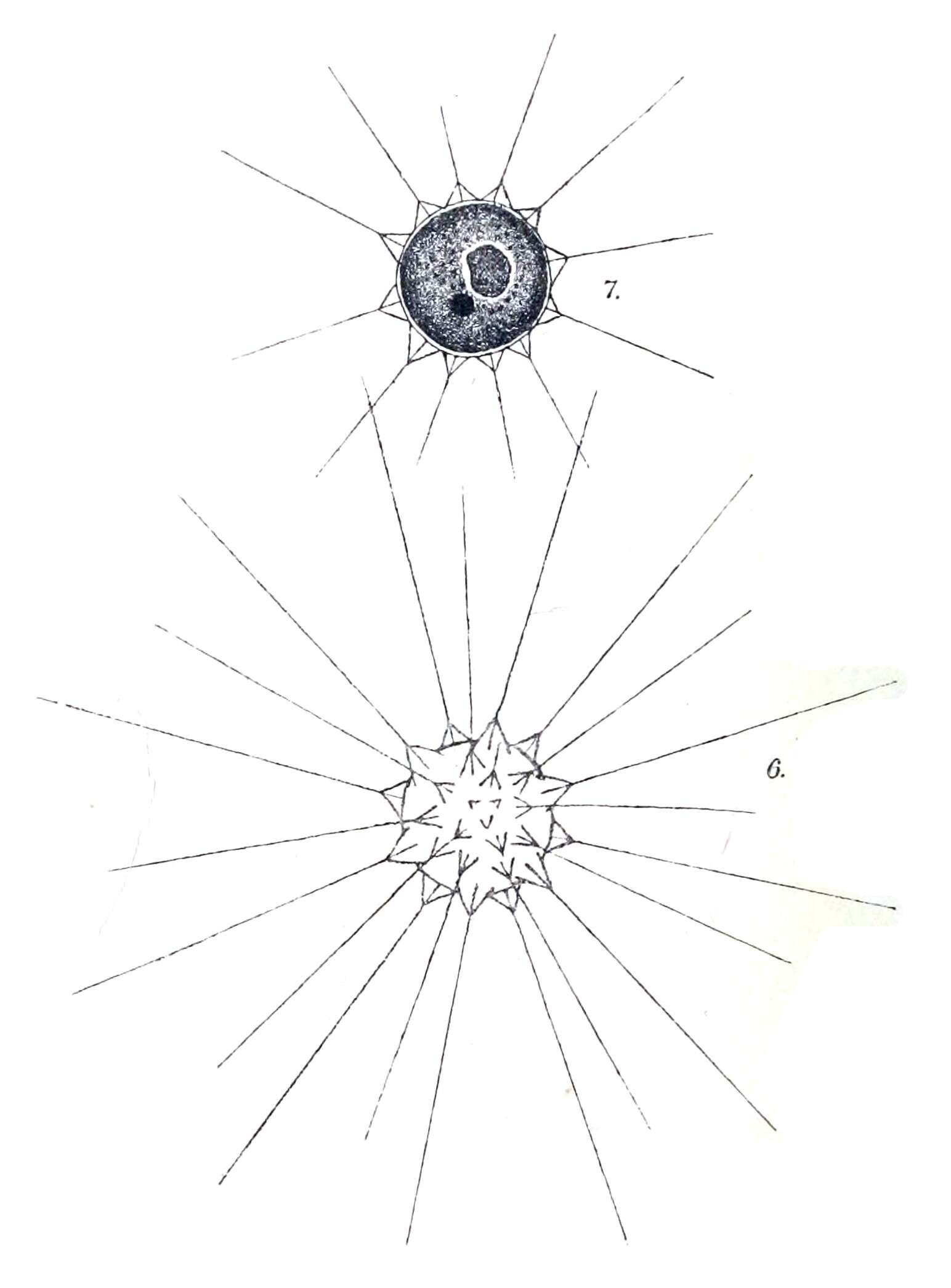 Image de Echinosphaeridium Lemmermann 1904