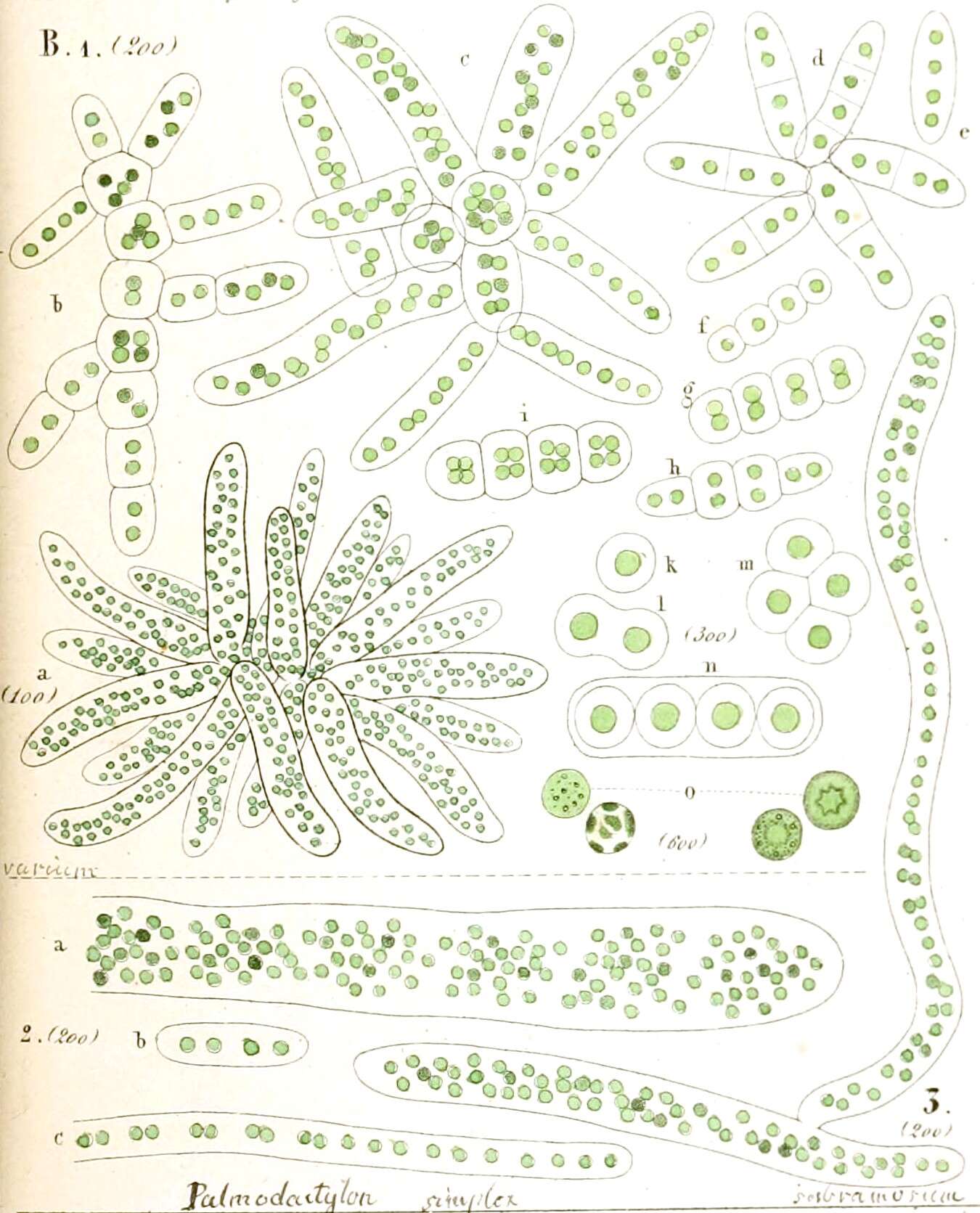 Sivun Palmodactylon Naegeli 1849 kuva