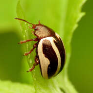 Image of Calligrapha (Bidensomela) bidenticola Brown 1945