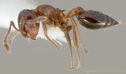 Image of Crematogaster marioni Buren 1968