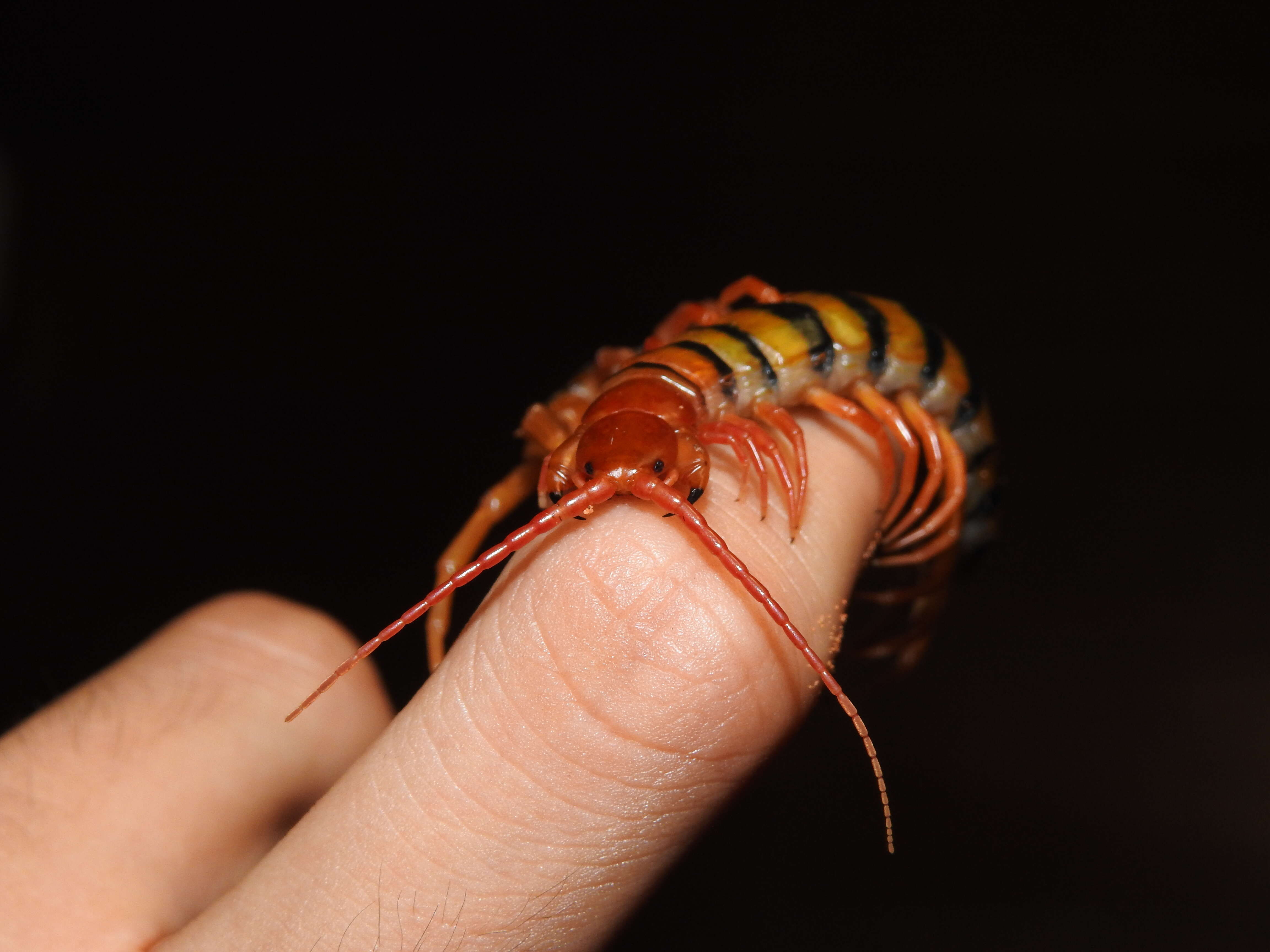 Image of red-headed centipede