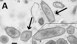 Image of Purple Bacteria & relatives