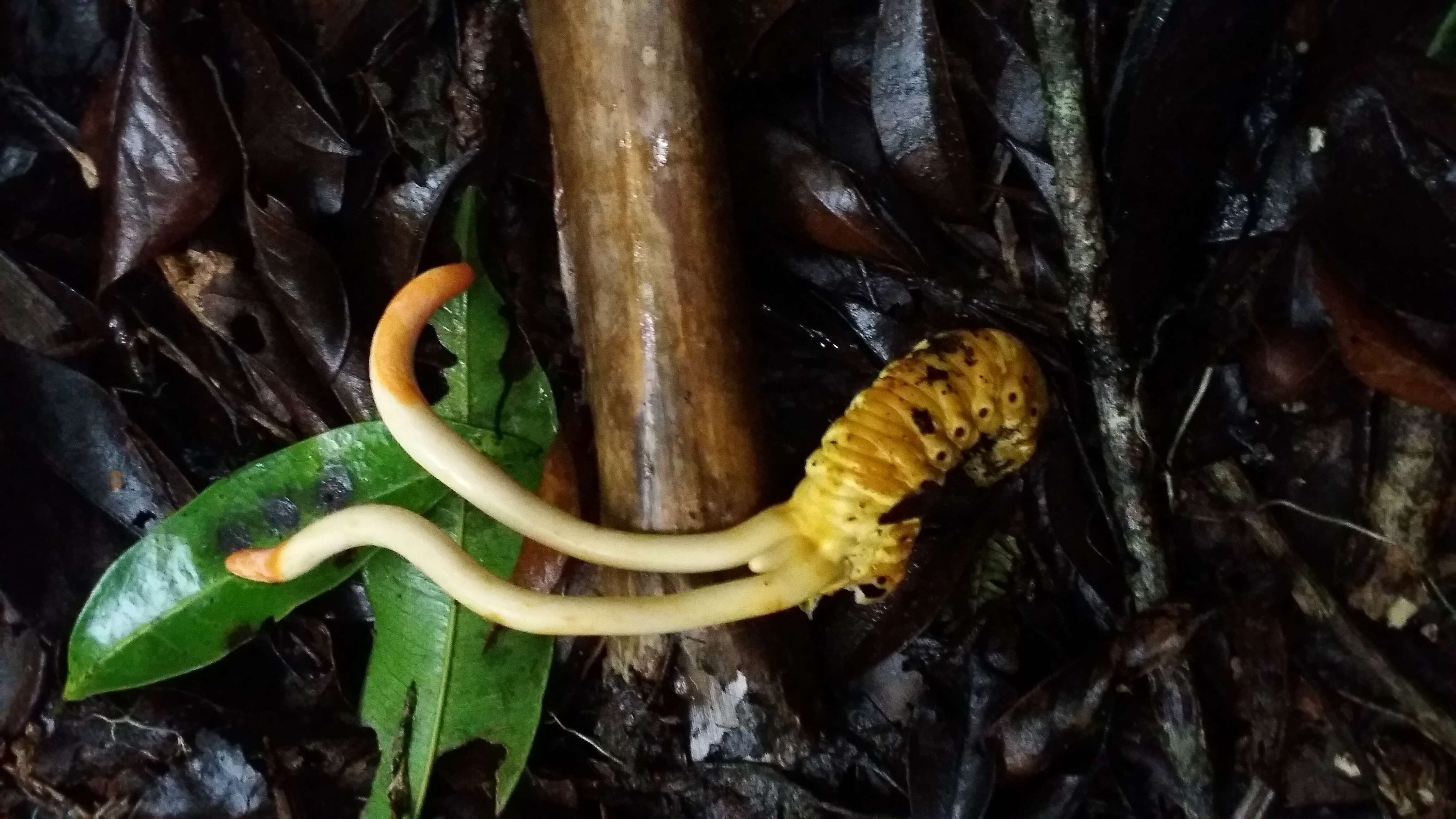 Image of Cordyceps