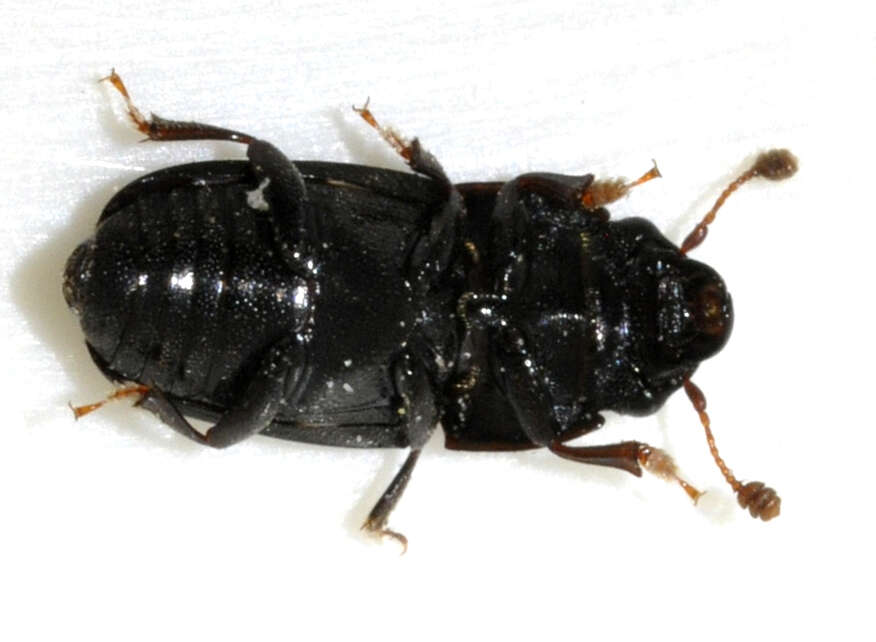 Image of Four-spotted Sap Beetle