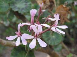 Image of horseshoe geranium