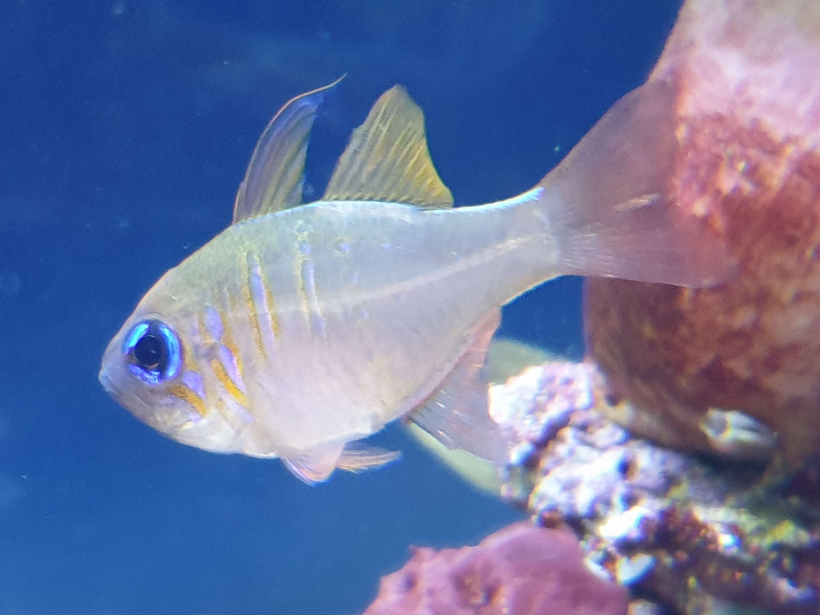 Image of Threadfin cardinalfish