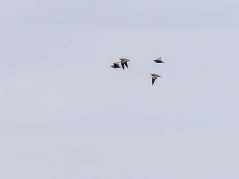 Image of Chestnut-bellied Sandgrouse