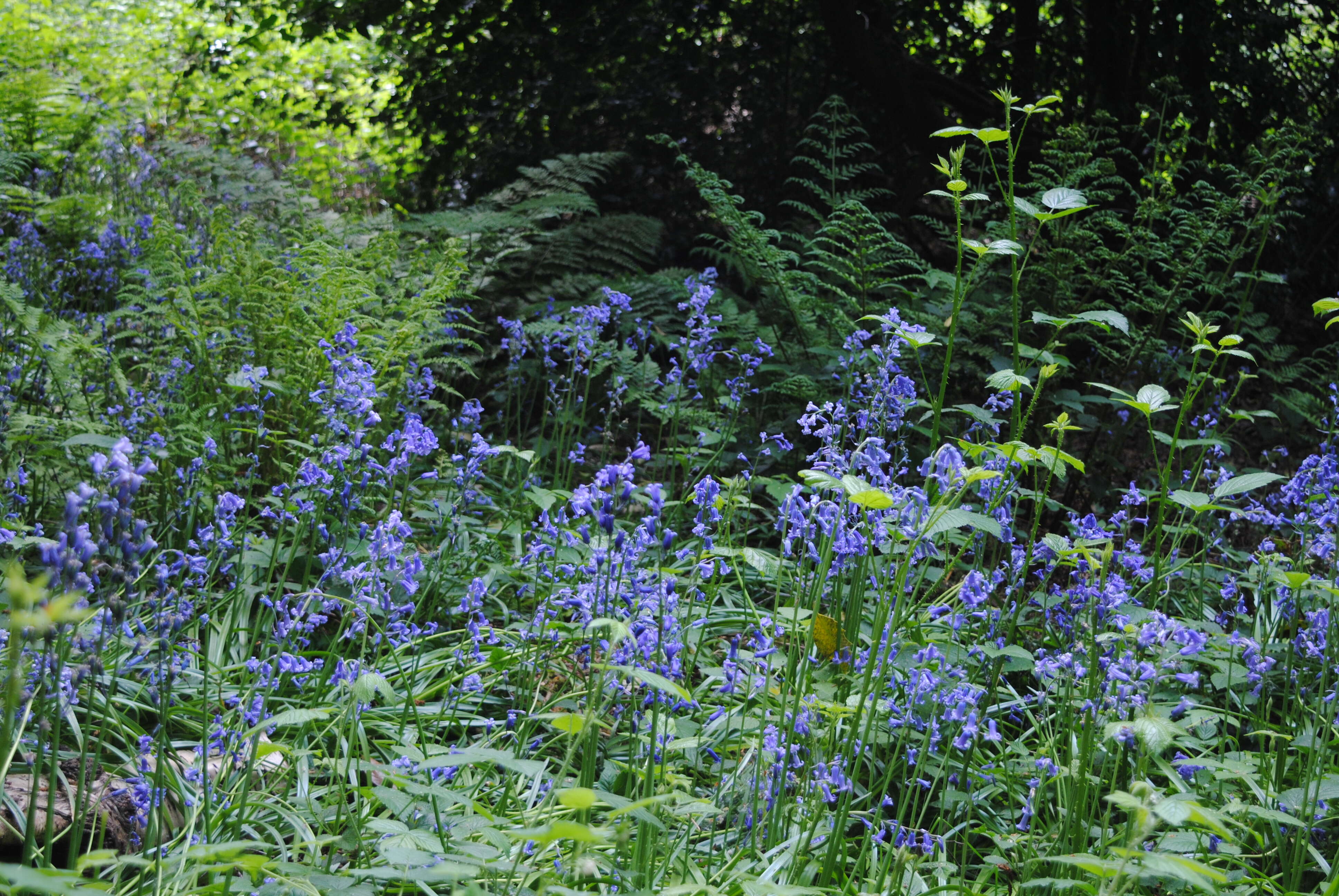 Image de jacinthe des bois