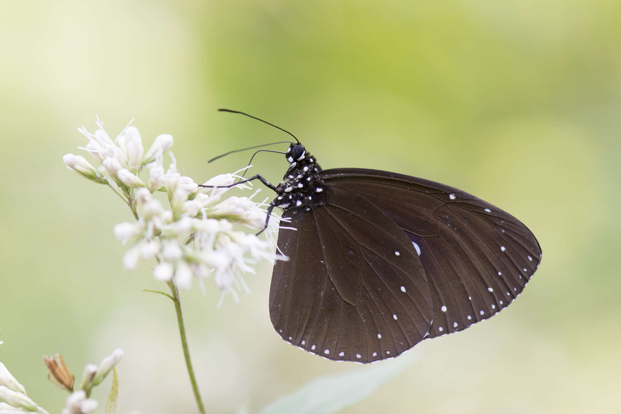 Image of Eastern Brown Crow