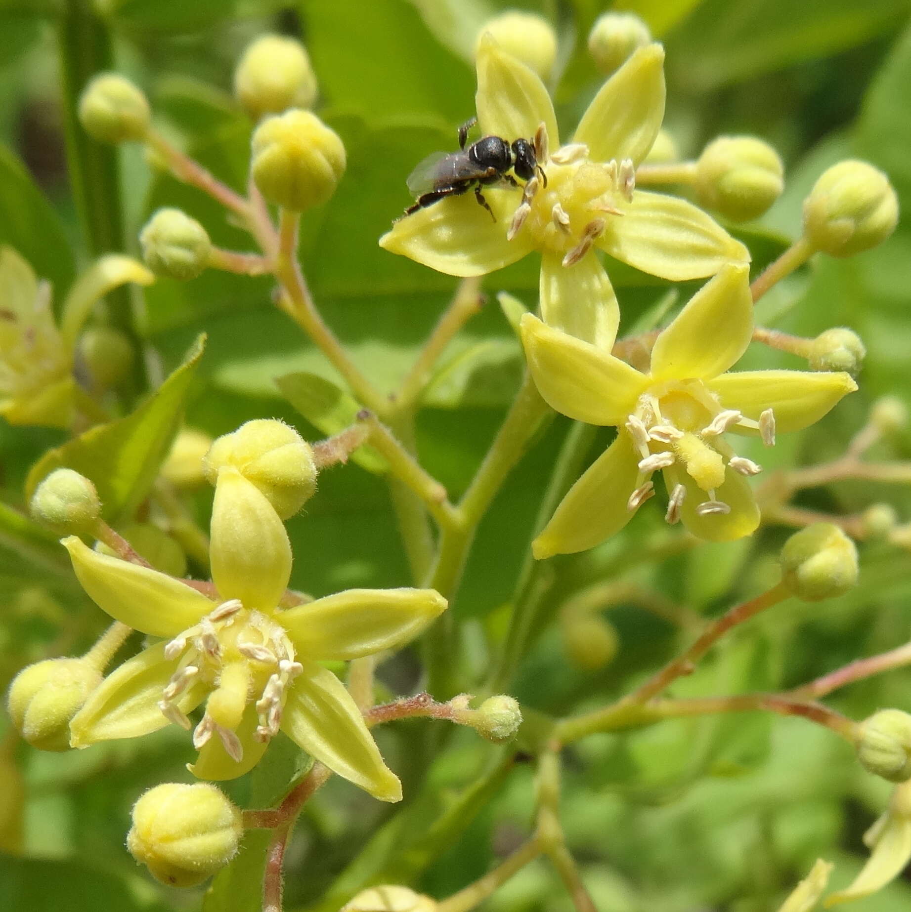 Слика од Harrisonia abyssinica Oliver