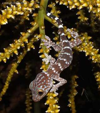 صورة Gekko gecko (Linnaeus 1758)