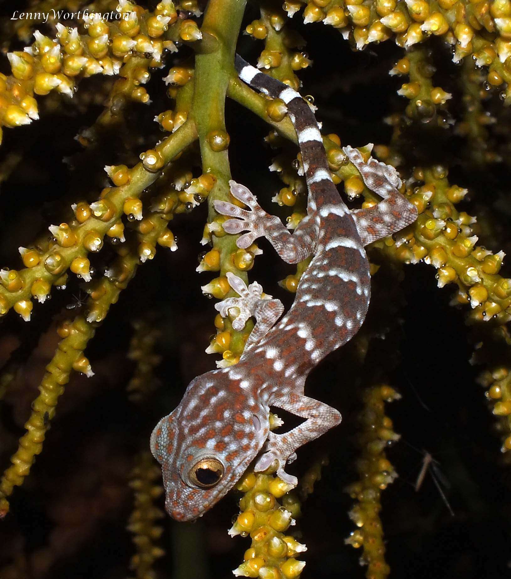 Image of Tokay Gecko