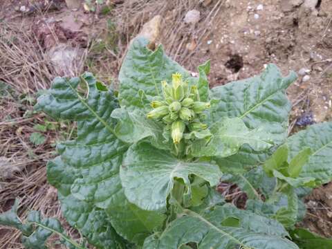 Image of Aztec tobacco