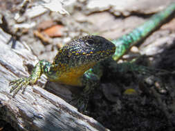 Image of Painted Tree Iguana