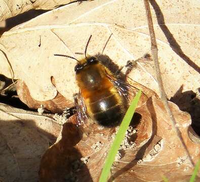 Image of Anthophora plumipes (Pallas 1772)