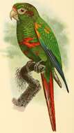 Image of Santa Marta Conure