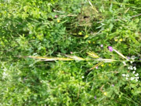 Plancia ëd Helictochloa pratensis (L.) Romero Zarco