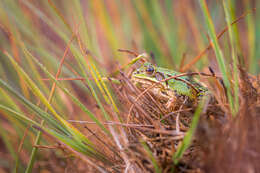 Image of Common frog