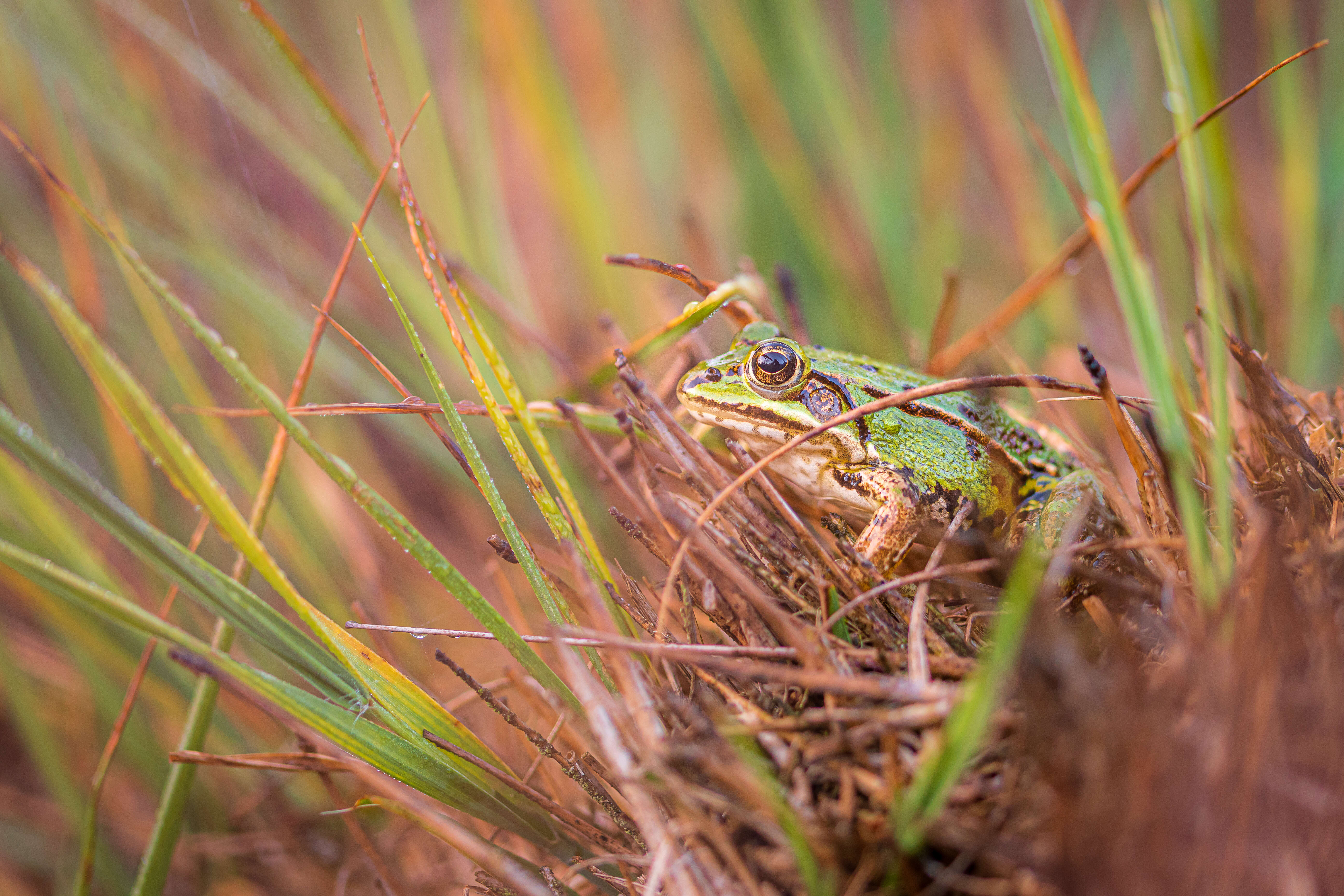 Image of Common frog