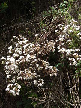 صورة Ageratina adenophora (Spreng.) R. King & H. Rob.