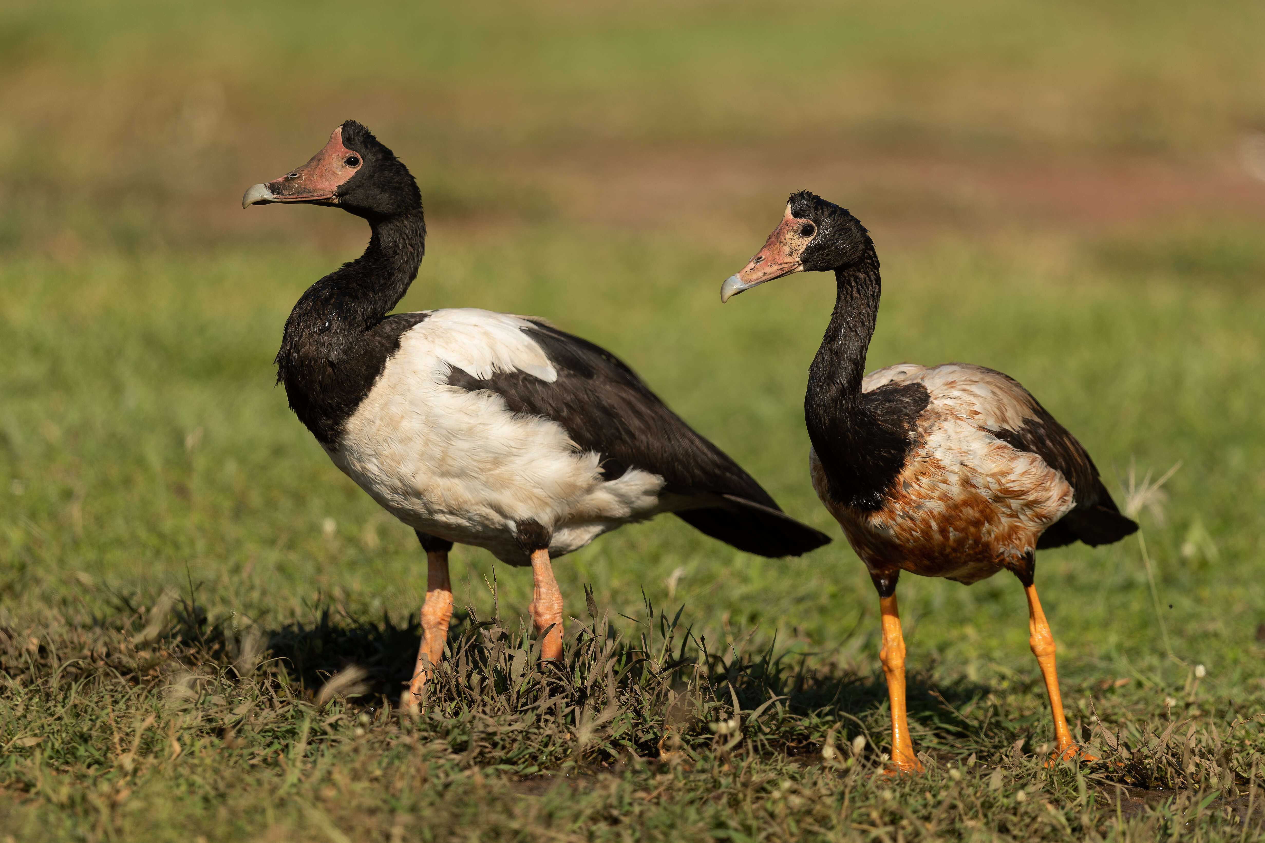 Image of magpie-goose