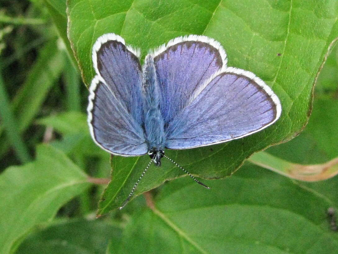 Image of Plebejus idas