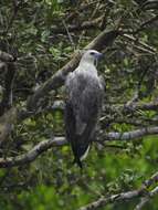 Image of White-bellied Sea Eagle