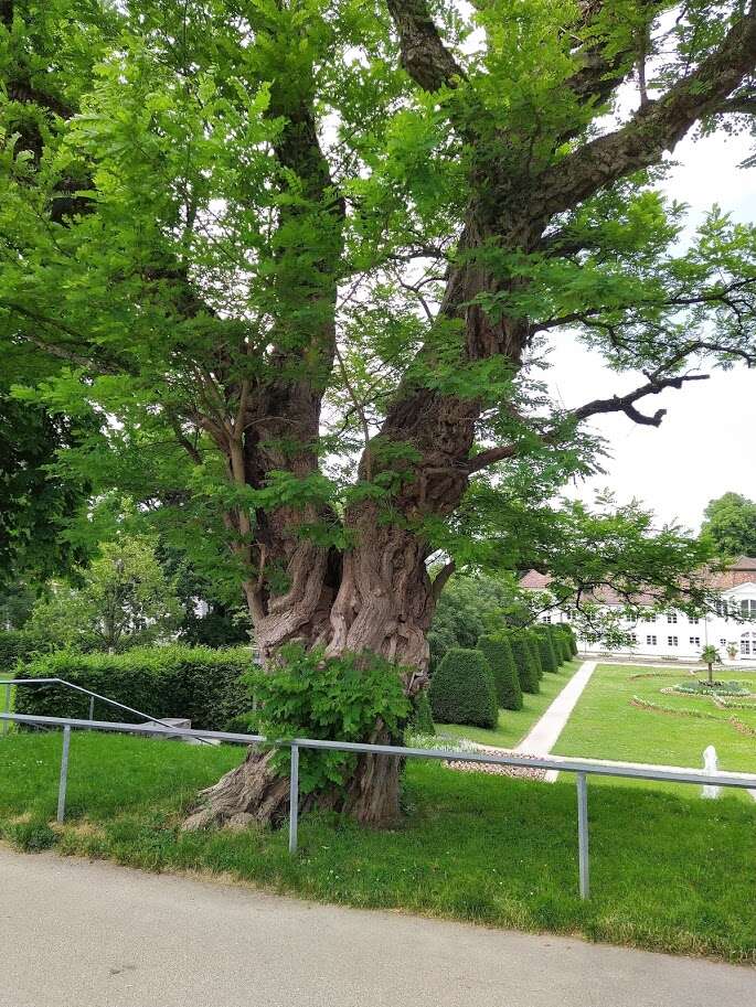 Image of black locust