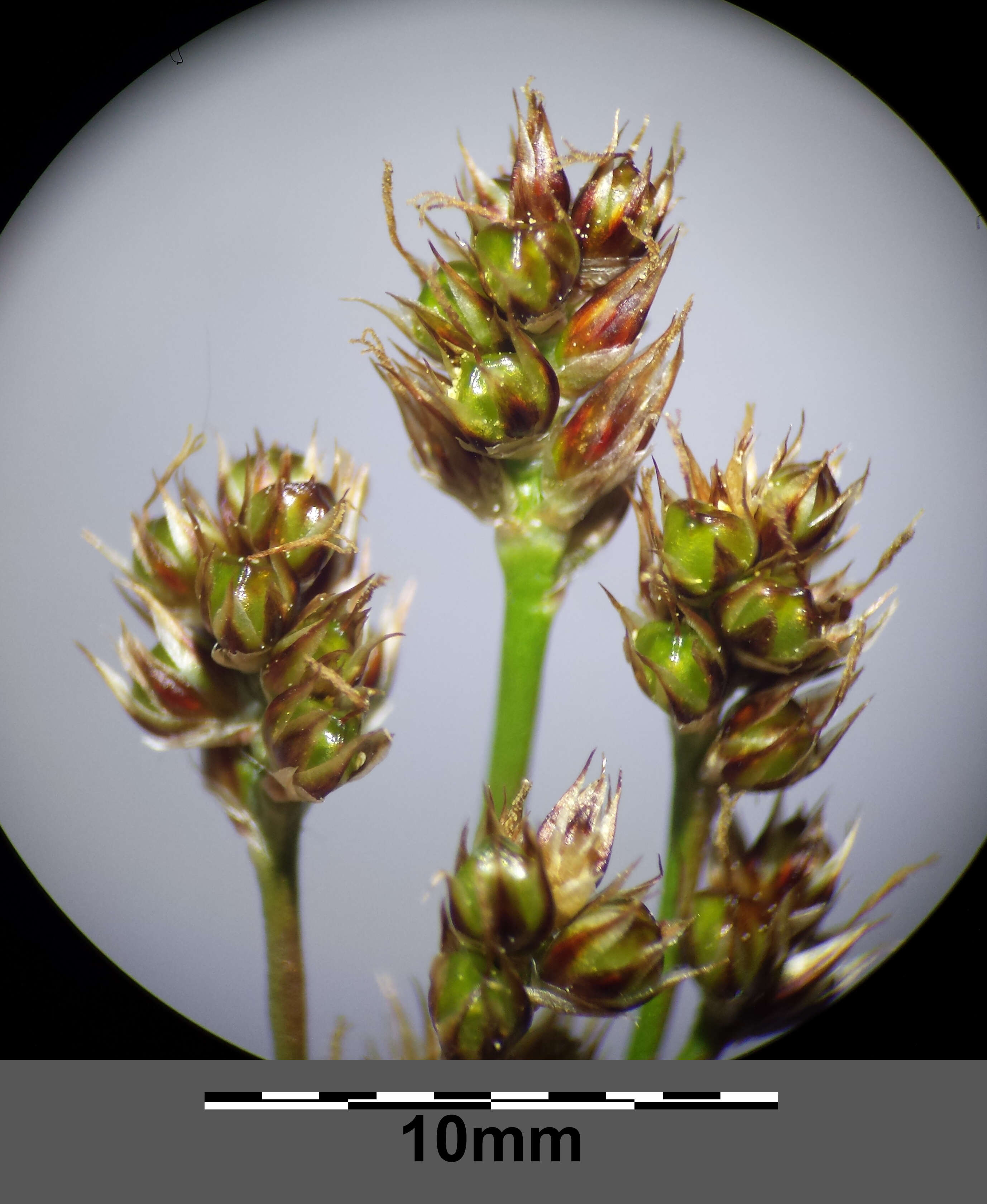 Image of common woodrush