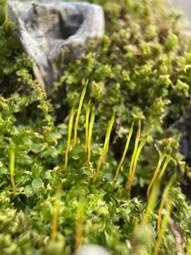 Image of toothed plagiomnium moss