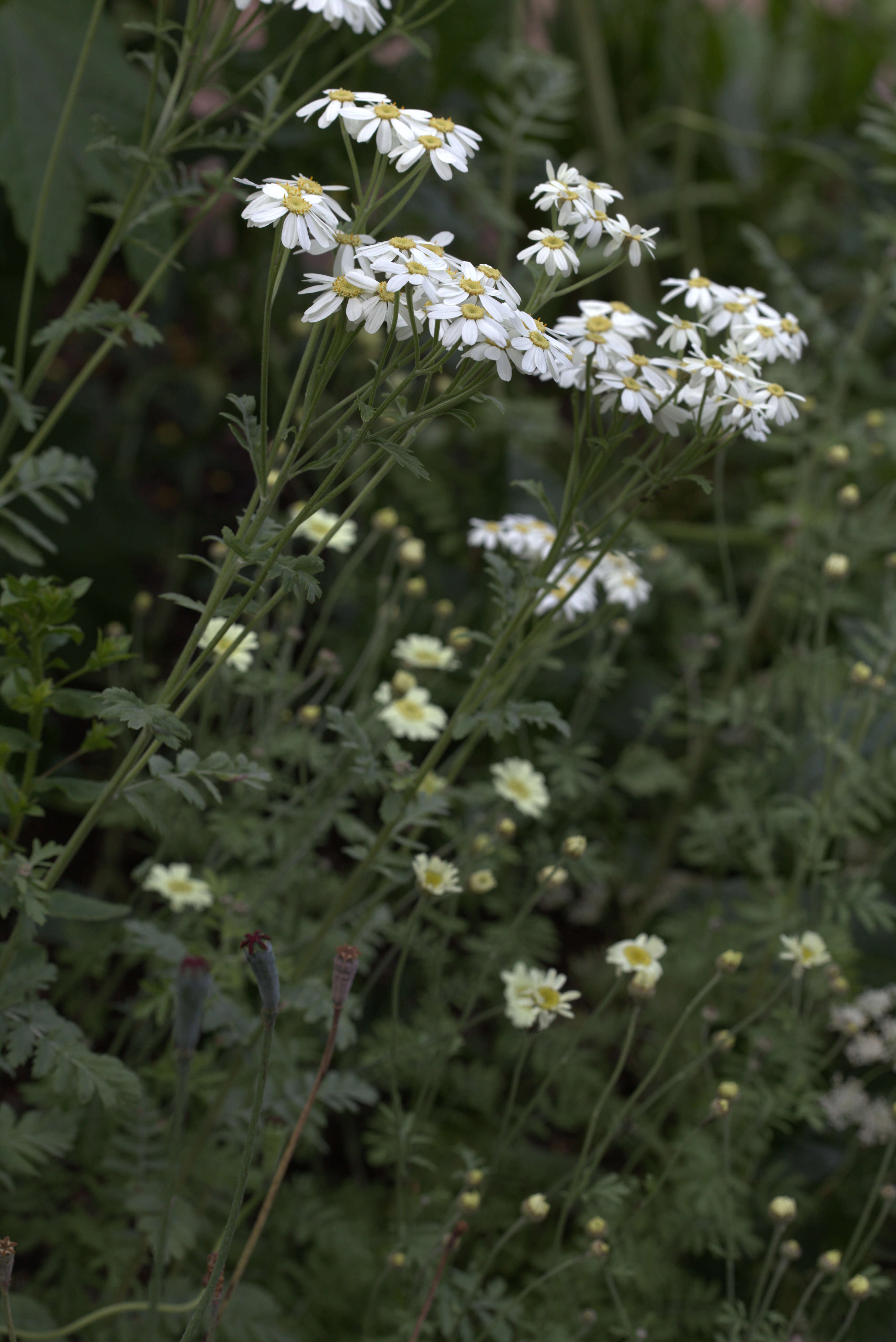 Image of corymbflower tansy