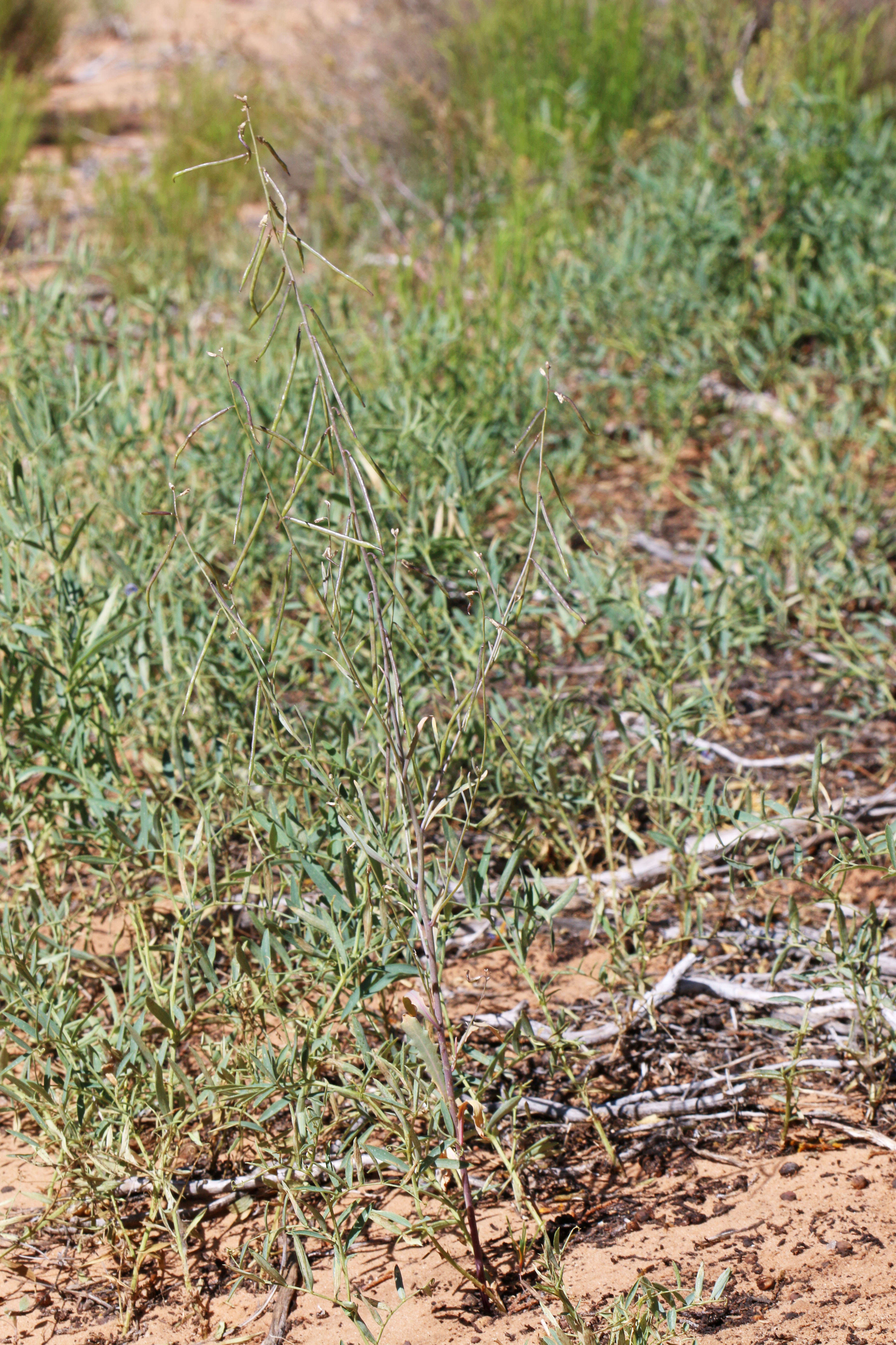 Image of Reflexed Rockcress