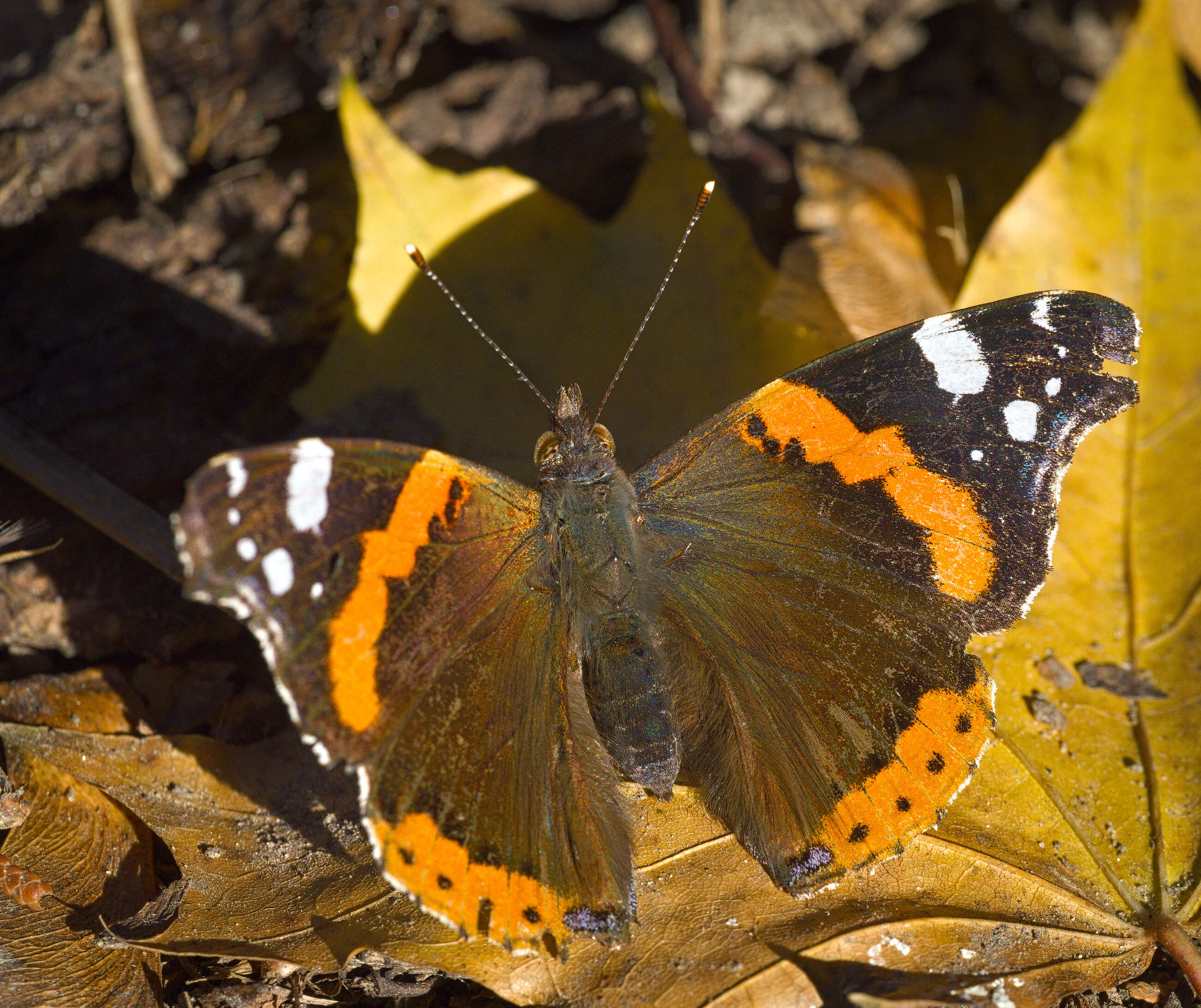 Image of Red Admiral