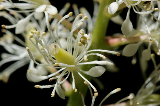 Imagem de Actaea rubra (Ait.) Willd.