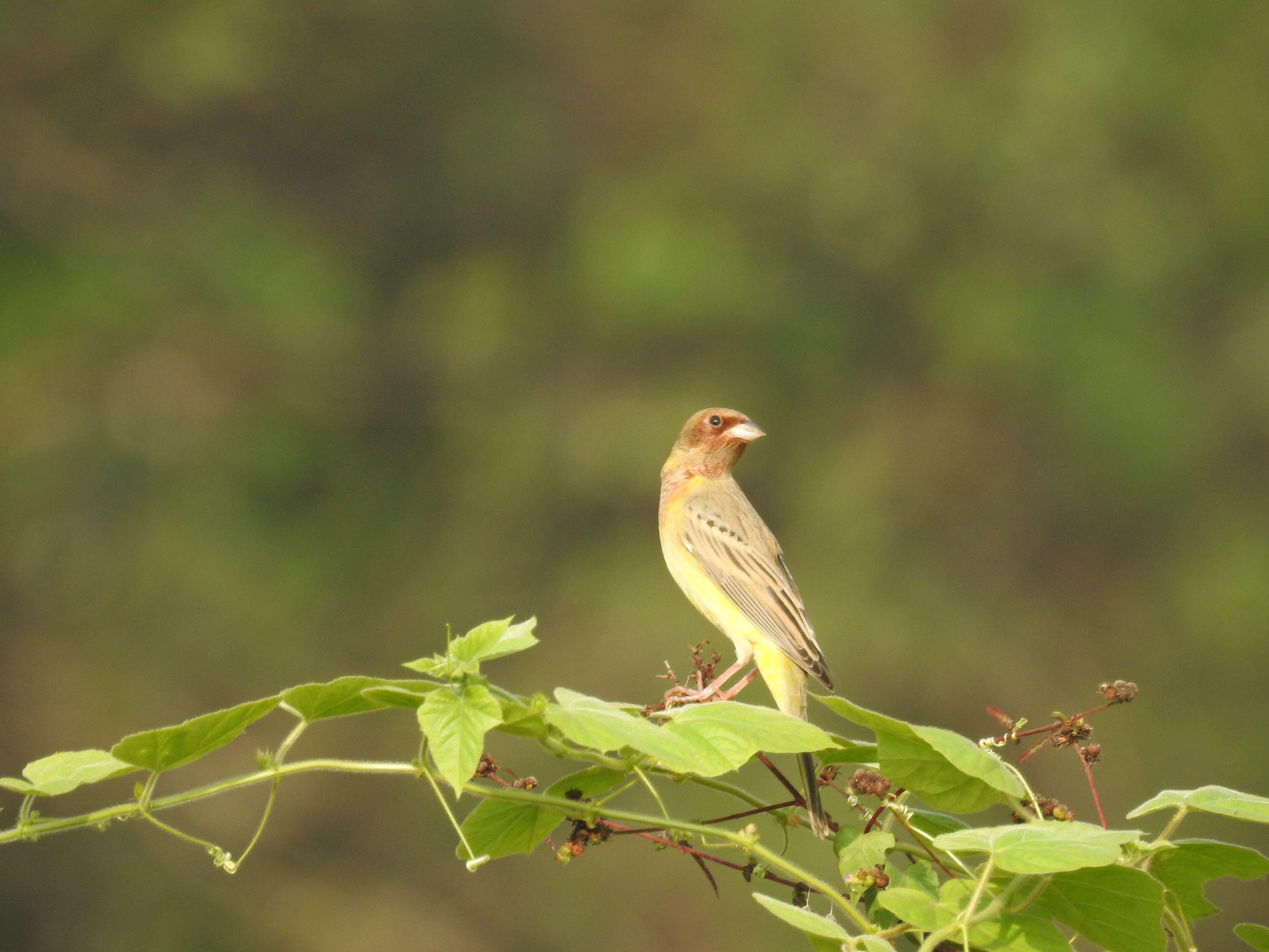 Image of Brown-headed Bunting