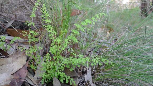 Image of Lindsaea microphylla Sw.