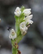 Image of Dwarf rattlesnake plantain (America)