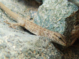 Image of Blandford's Semaphore Gecko