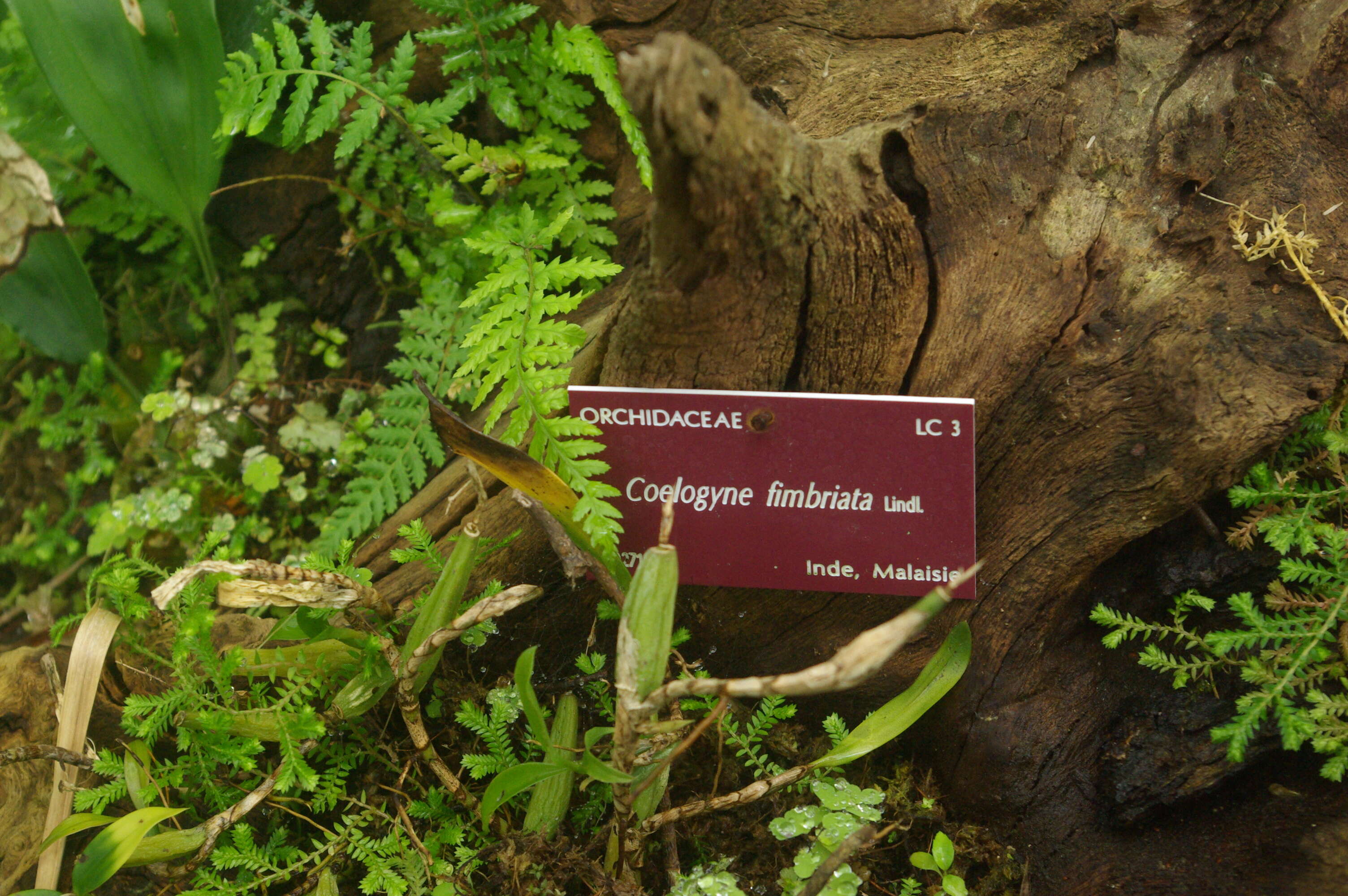 Image of Brown Rock Orchid