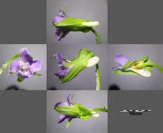 Слика од Viola mirabilis L.