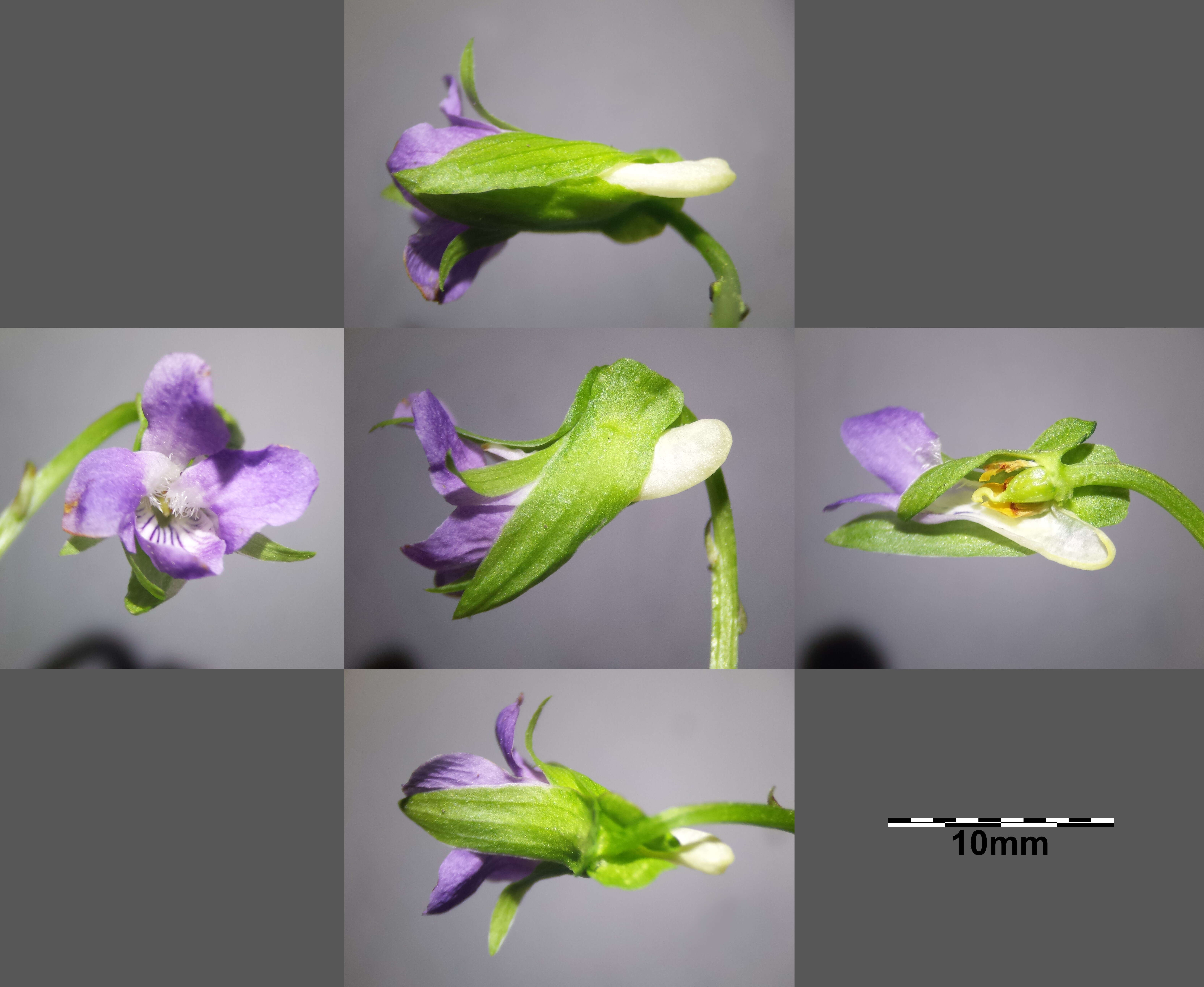 Слика од Viola mirabilis L.