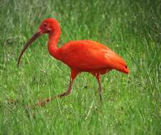 Image of Scarlet Ibis