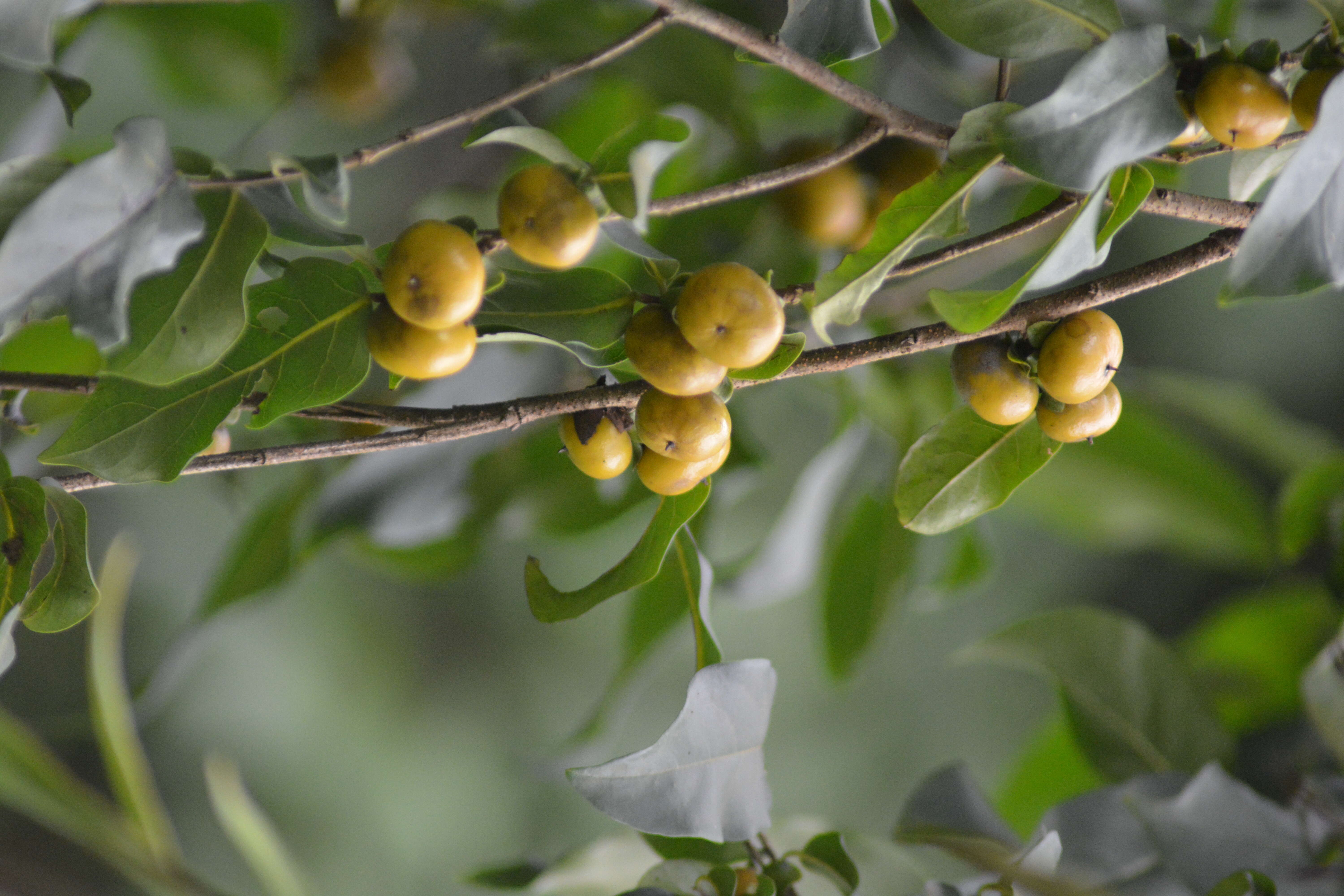 Sivun Diospyros montana Roxb. kuva